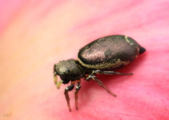 Heliophanus auratus