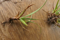 Luzula traversii traversii