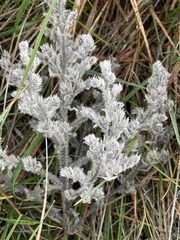 Echium asperrimum