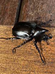 Xylotrupes australicus
