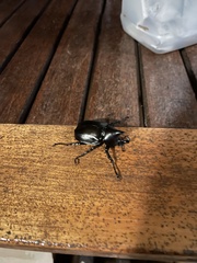 Xylotrupes australicus