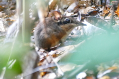 Petrodromus tetradactylus