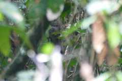 Allenopithecus nigroviridis