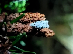 Izatha peroneanella