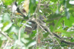 Allenopithecus nigroviridis