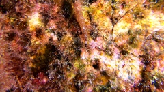 Tripterygion delaisi