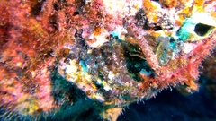 Tripterygion delaisi