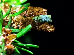 Izatha peroneanella