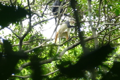 Cercopithecus wolfi wolfi