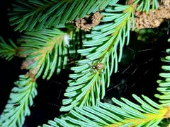 Cryptachaea veruculata