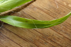 Luzula traversii traversii