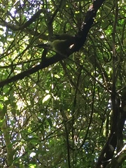 Anthornis melanura