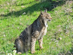 Lynx pardinus