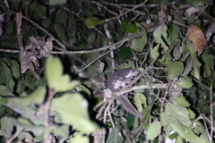 Phataginus tricuspis