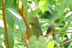 Funisciurus anerythrus