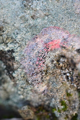 Marchandiomyces corallinus