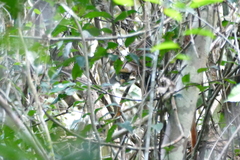 Cercopithecus ascanius whitesidei