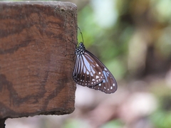 Parantica luzonensis