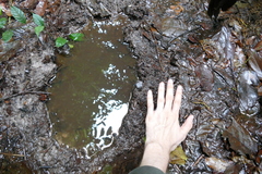 Loxodonta cyclotis