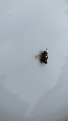 Apis mellifera