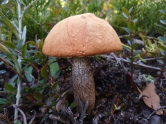 Leccinum monticola