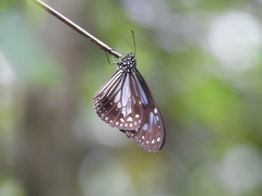 Parantica luzonensis