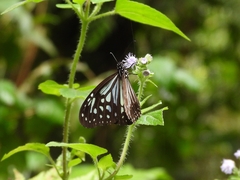 Parantica luzonensis