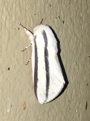 Giacomellia bilineata