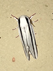 Giacomellia bilineata