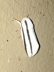 Giacomellia bilineata