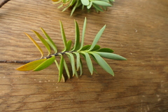 Veronica subfulvida