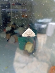 Colostygia multistrigaria