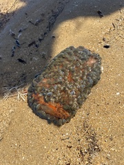 Phlyctenactis tuberculosa