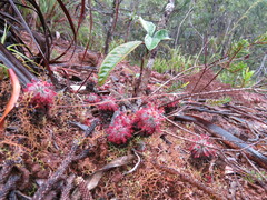 Drosera neocaledonica