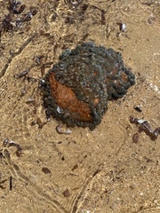 Phlyctenactis tuberculosa