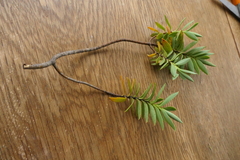Veronica subfulvida
