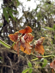 Cyrtochilum