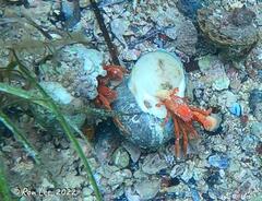 Paguristes frontalis