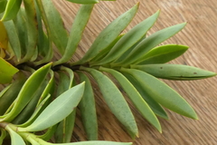 Veronica subfulvida