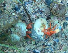 Paguristes frontalis