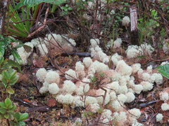 Cladonia pycnoclada