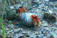 Paguristes frontalis