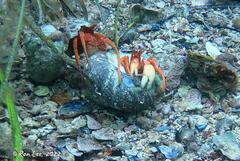 Paguristes frontalis