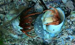 Paguristes frontalis