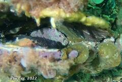 Phyllophryne scortea