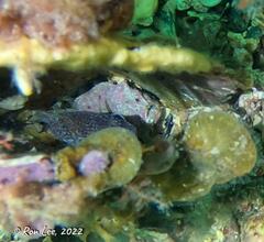 Phyllophryne scortea