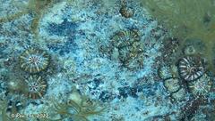 Homophyllia australis