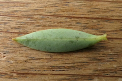 Veronica subfulvida