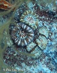 Homophyllia australis