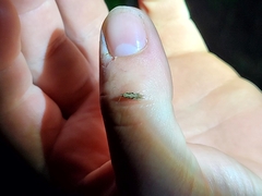 Crypsitricha mesotypa